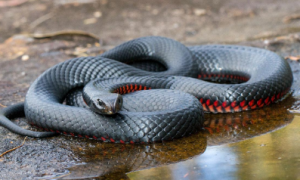 全球最毒的十大毒蛇