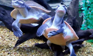 圆澳龟能活多久