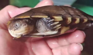 沼泽侧颈龟孵化