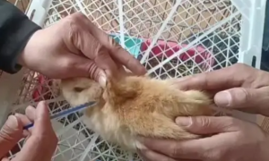 兔子需要打疫苗吗