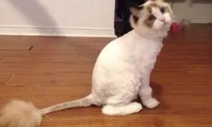 长毛猫夏天需要剪毛吗?