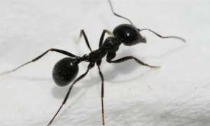 蚂蚁长什么样子?