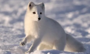 北极狐是濒危物种吗