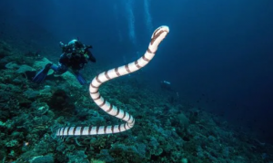 海蛇吃什么食物