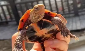 日杂龟好养吗