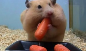 仓鼠可以吃胡萝卜吗