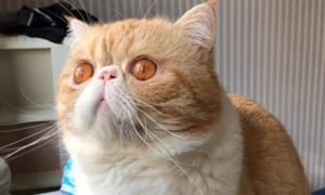 网红猫咪泡芙是什么品种