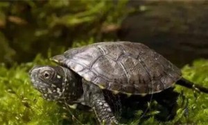 欧泽水龟好养活吗