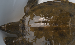乌龟和甲鱼有什么区别