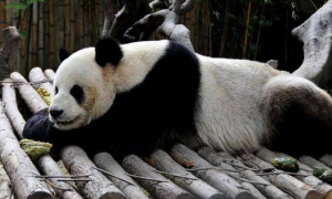 大熊猫有没有冬眠的习惯