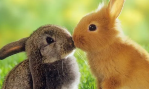 图片兔子可爱图片