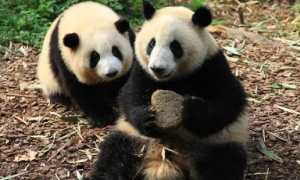 企业认养熊猫是什么意思