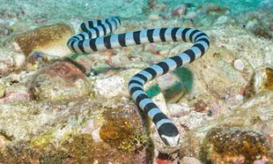 为什么渔民都害怕海蛇