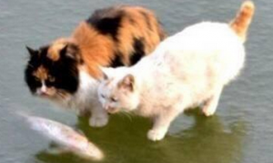抓鱼猫是一个怎样的诈骗