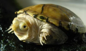 黄泽蛋龟为什么冷门