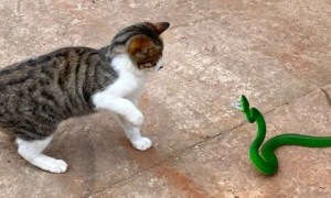 抓蛇的猫为什么不能养