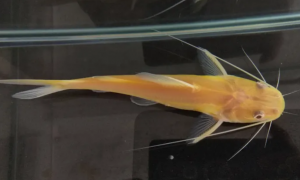 黄金猫鱼叫什么鱼