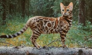 豹猫有攻击性吗