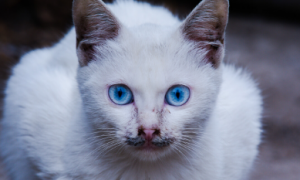 蓝眼白猫是士猫吗