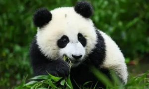 熊猫外形特征的描写