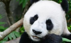 熊猫的饮食和生活特征