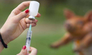 打狂犬疫苗多少钱