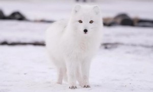 北极狐的身体特征