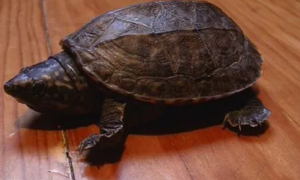 墨西哥麝香龟是保护动物吗