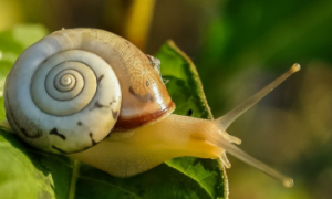 蜗牛怎么养