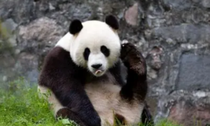 个人能认养大熊猫吗
