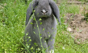 小兔子的特征和外貌