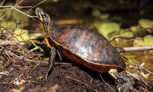 红腹龟能长多大