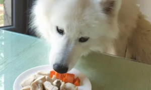 萨摩耶除了狗粮还可以吃什么食物