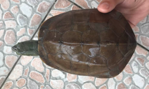 日杂龟寿命