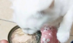 郝哧猫罐头幼猫可以吃吗