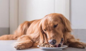 半岁金毛每天吃多少狗粮正常