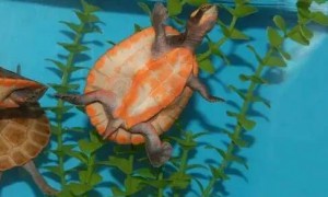圆澳龟可以和鱼混养吗