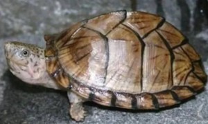 亚马逊扁头龟是什么品种