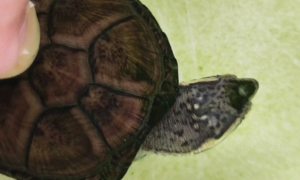 头盔龟几年可以下蛋