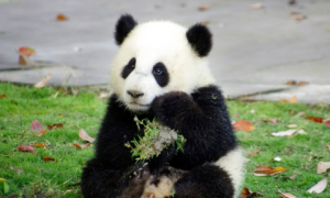中国到底有多少只熊猫