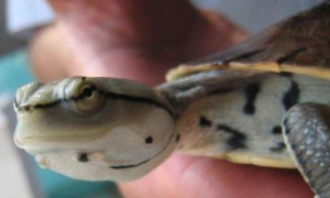 希拉里头龟怎么看纯种