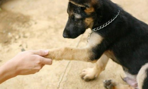 怎么训练狗狗坐下和握手
