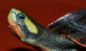红腹侧颈龟养在多深的水里