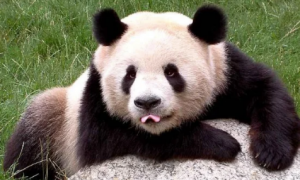 大熊猫在地球上生存了多少年