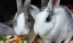 兔子一天要吃多少东西