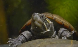 头盔龟可以深水养吗