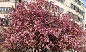 海棠树适合栽在庭院吗