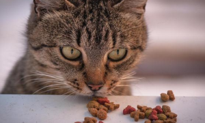 成年猫咪一天吃多少猫粮