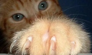 指甲猫是什么品种