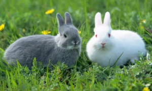 兔子繁殖配色